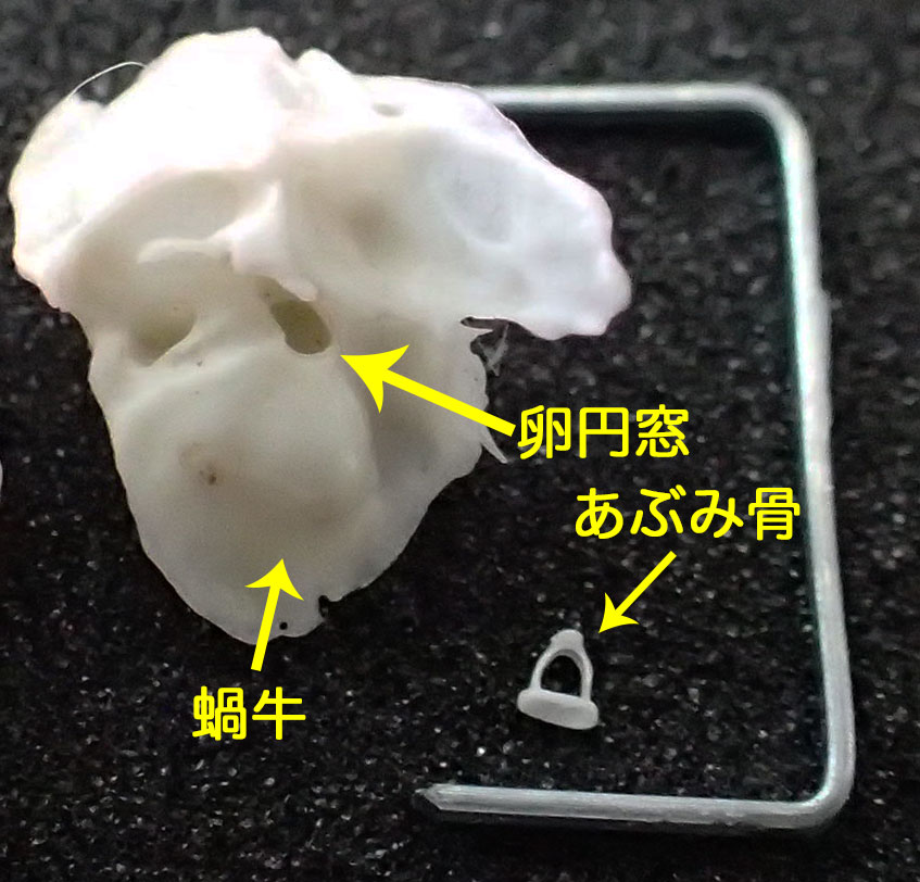ネズミ（ヒメネズミ ）の側頭骨（内耳のアブミ骨、蝸牛）